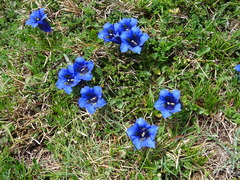 Gentiana acaulis