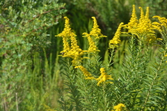 Solidago mexicana