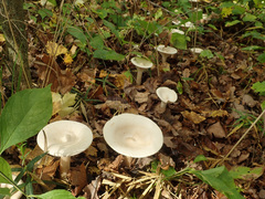 Infundibulicybe geotropa