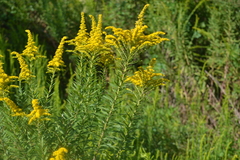 Solidago mexicana