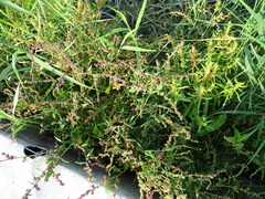 Atriplex patula