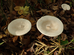 Infundibulicybe geotropa