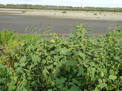Xanthium orientale