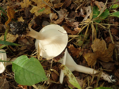 Infundibulicybe geotropa