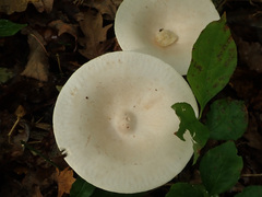 Infundibulicybe geotropa