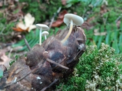 Strobilurus trullisatus