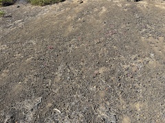 Diplacus deschutesensis