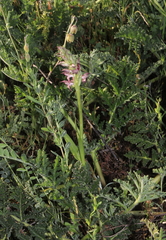 Anacamptis coriophora