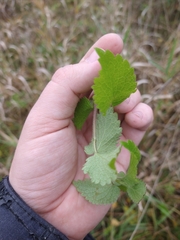 Lamium