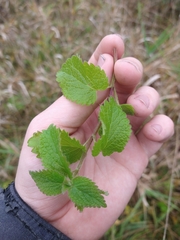 Lamium