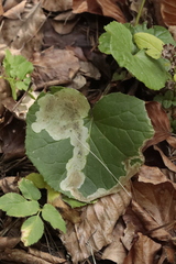 Acidia cognata