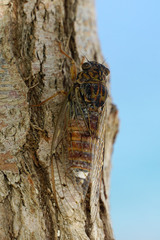Cicada cretensis