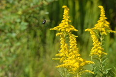 Solidago mexicana