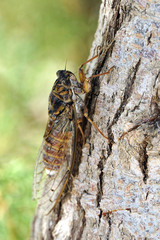 Cicada cretensis
