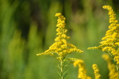 Solidago mexicana