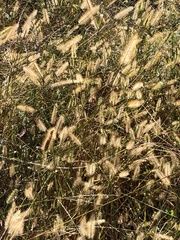 Setaria pumila