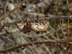 Lyristes plebejus