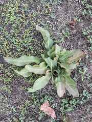 Anemopsis californica