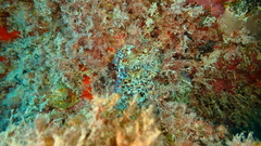 Mycale laxissima