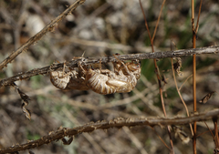 Lyristes plebejus