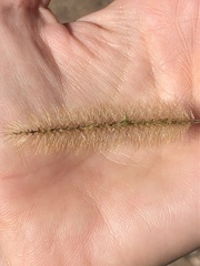 Setaria pumila