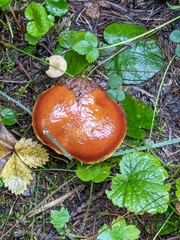 Suillus clintonianus