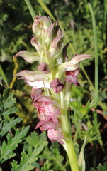 Anacamptis coriophora