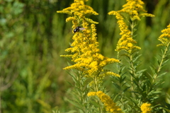 Solidago mexicana