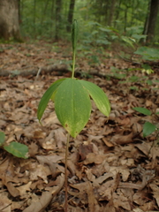 Isotria verticillata