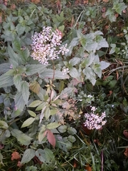 Chaerophyllum aromaticum