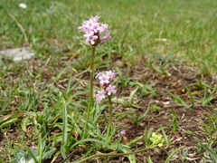 Valeriana tuberosa