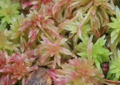 Sphagnum capillifolium