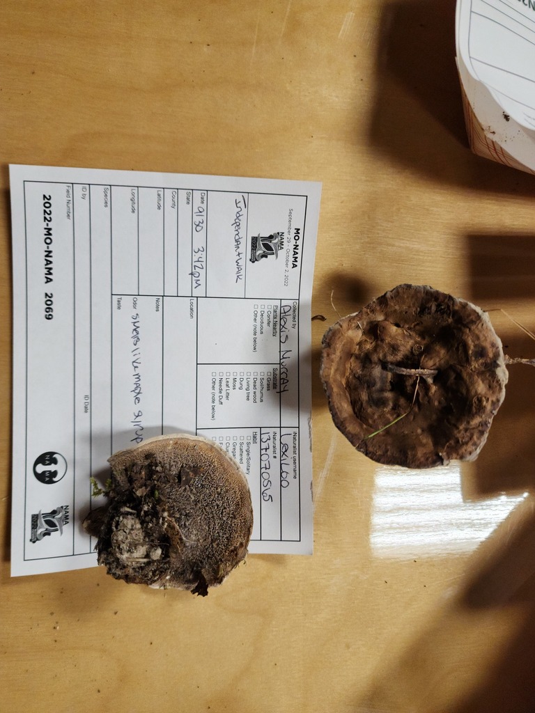 Phellodon mississippiensis