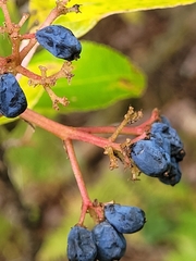 Viburnum
