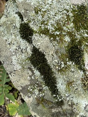 Grimmia laevigata