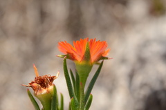 Lampranthus bicolor