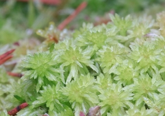 Sphagnum capillifolium