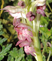 Anacamptis coriophora