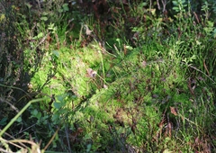 Sphagnum capillifolium