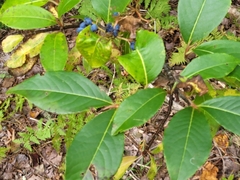 Viburnum
