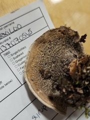 Phellodon mississippiensis