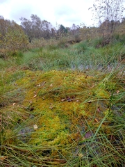 Sphagnum riparium