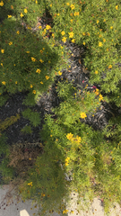 Coreopsis verticillata