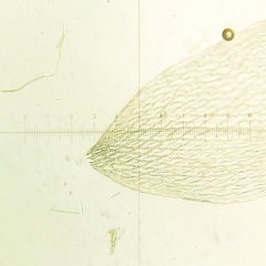 Sphagnum capillifolium