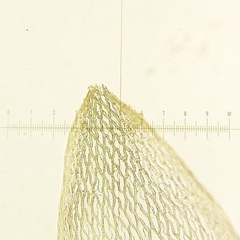 Sphagnum capillifolium