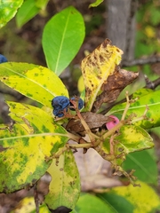 Viburnum