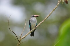 Halcyon senegalensis