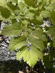 Actaea racemosa