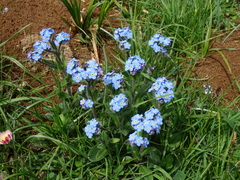 Myosotis alpestris