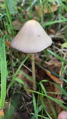 Psathyrella longipes